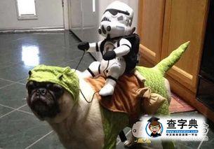 风暴兵搞笑视频,军规失效，逗趣场面笑翻网友