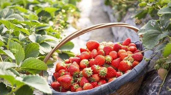 琳达草莓个人资料